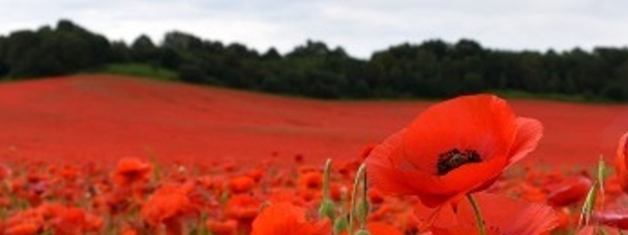 Remembrance Sunday Services*Sunday 9th November 2025 @ 9.45 am and 11.30 am
